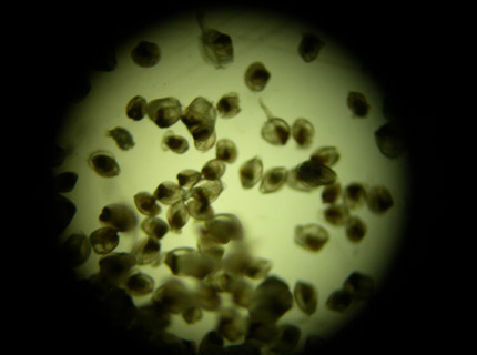 Microscope Image from Seed Science Hatchery