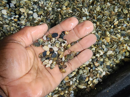 Clam Seed from Seed Science Hatchery