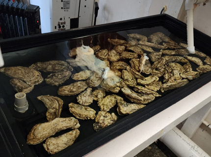 Clams from Seed Science Hatchery