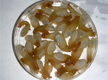 Geoduck Seeds from Seed Science Hatchery